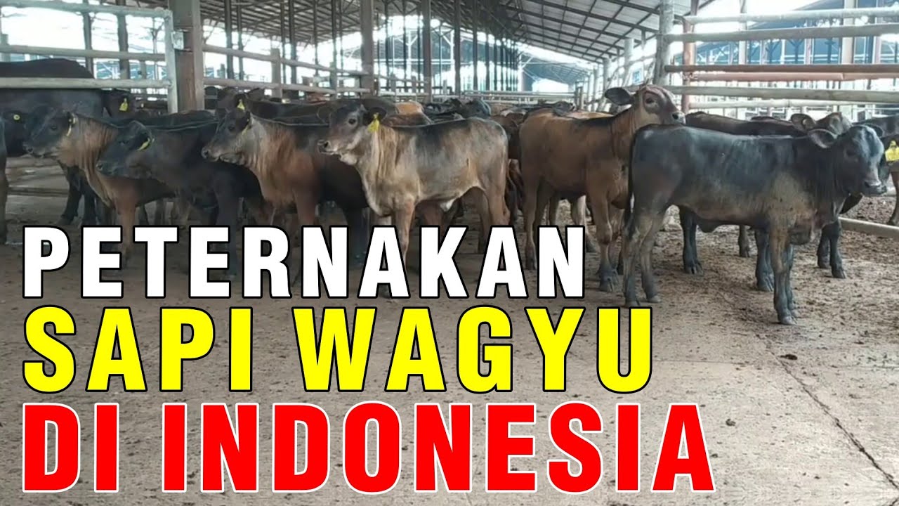 
                                 Peternakan-Sapi-Wagyu-Indonesia-Ada-Di-Lampung